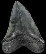 Fossil Megalodon Tooth - Barely Under #56464-2